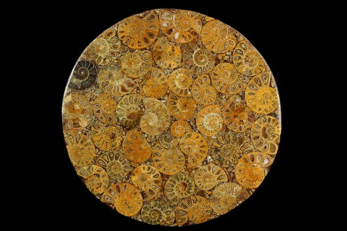 Composite Plate Of Agatized Ammonite Fossils #130573